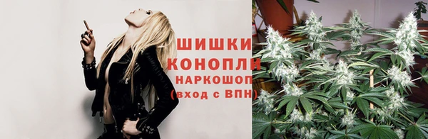прущие грибы Алзамай