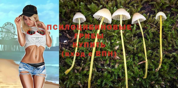 прущие грибы Алзамай